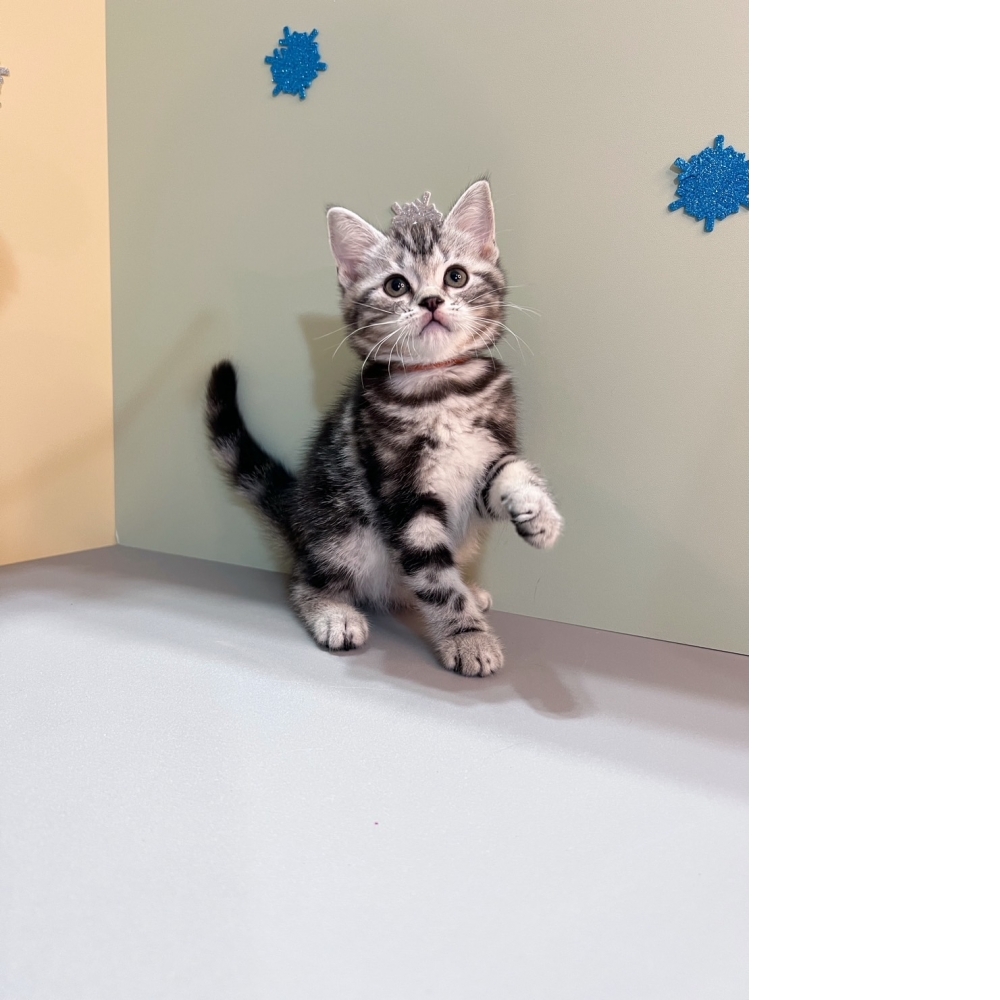 銀白美短㊛妹妹 （☆