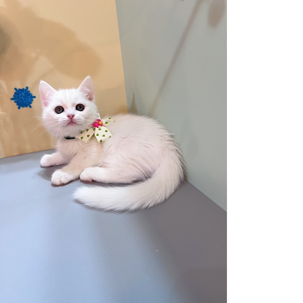 白色曼赤肯㊛妹妹（☆已有家★）