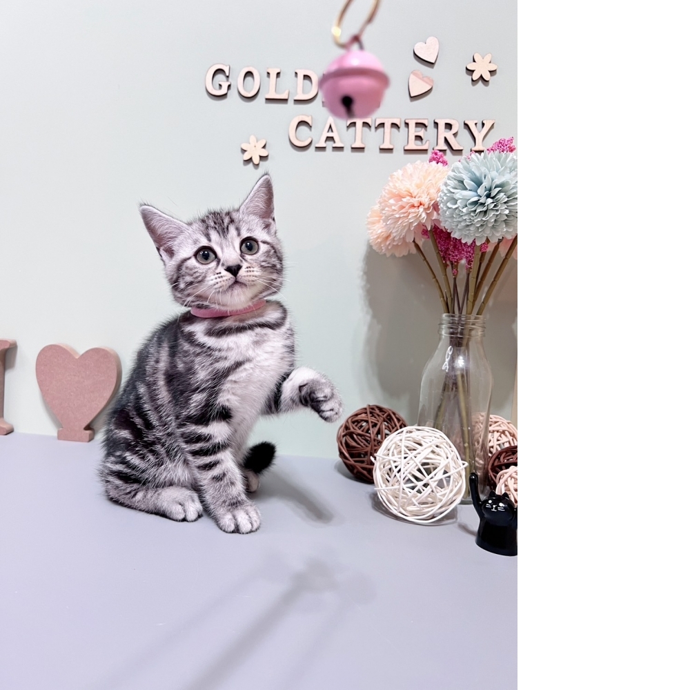 銀白美短㊛妹妹 （☆