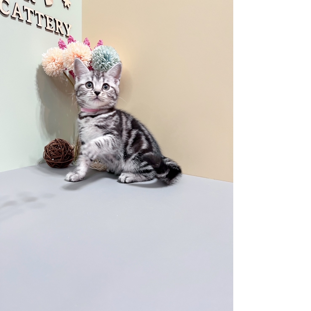 銀白美短㊛妹妹 （☆已有家★）