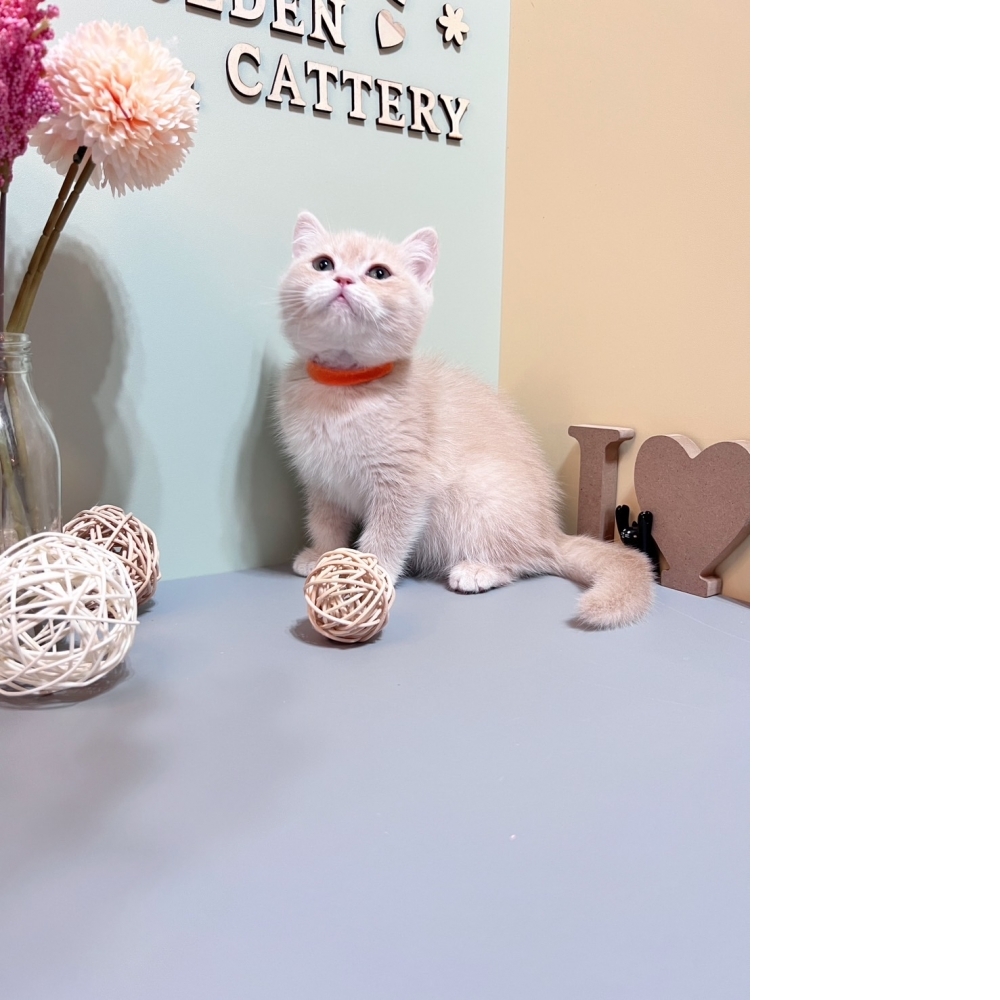 奶油英短㊛妹妹 （☆