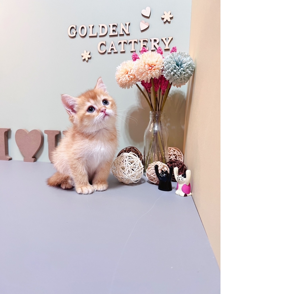 紅金英短㊚弟弟（☆已有家★）