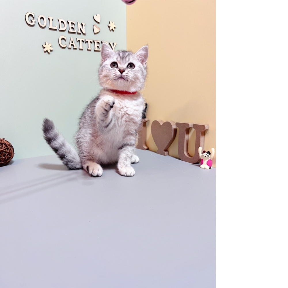 銀白英短㊛妹妹（☆已