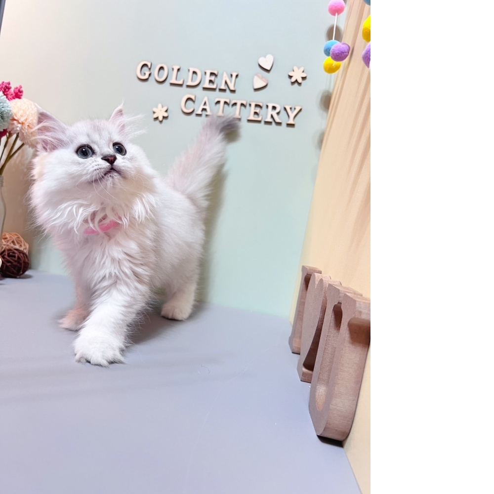 銀白金吉拉㊛妹妹（☆已有家★）