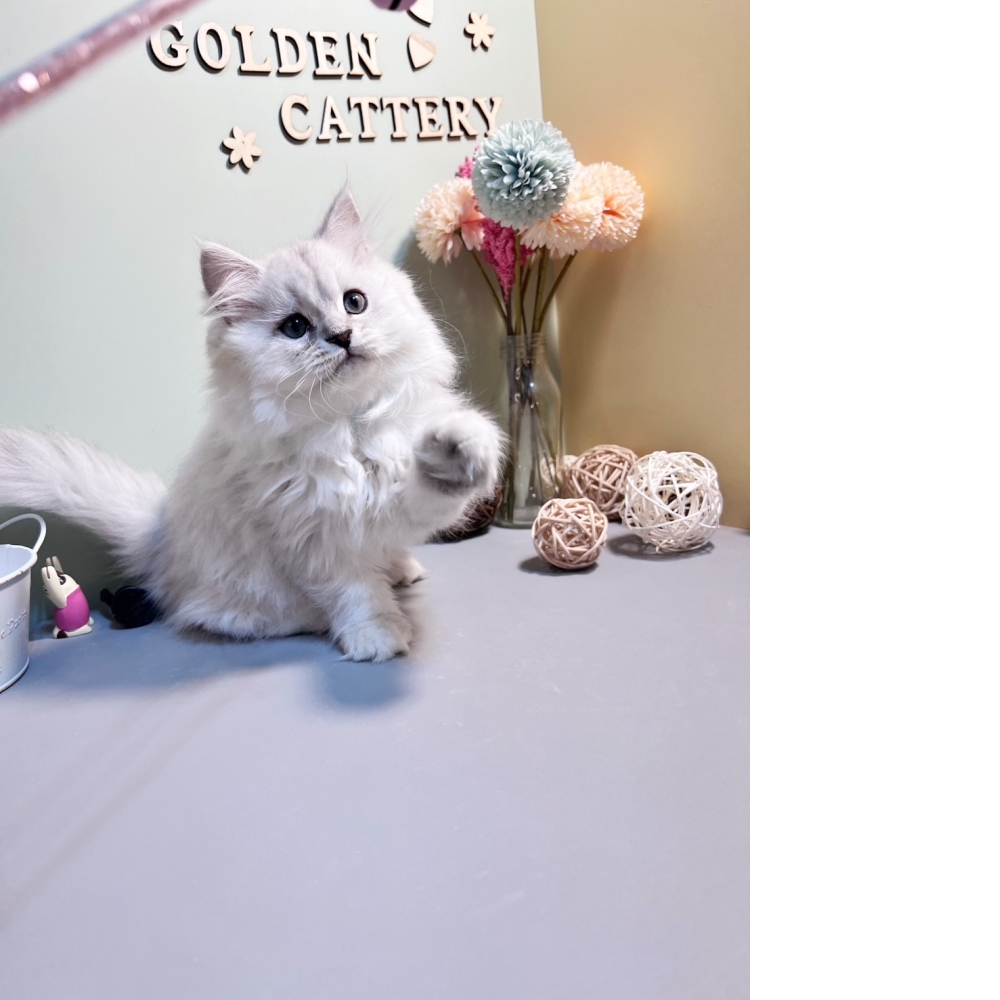 銀白金吉拉㊚弟弟（☆已有家★）