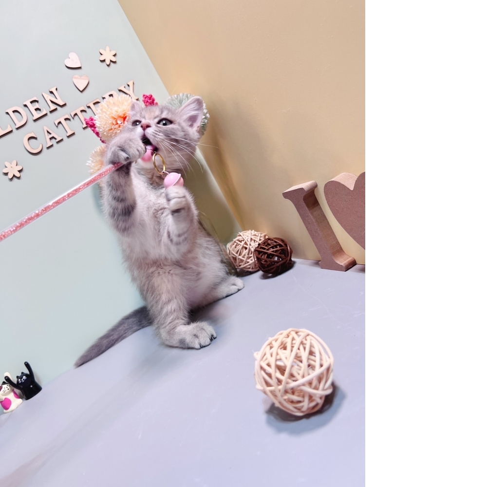 藍虎斑英短㊛妹妹 （