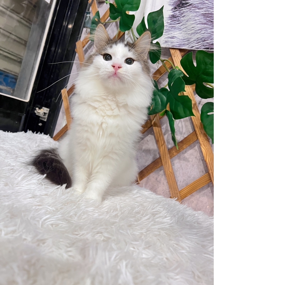 棕黑挪威森林㊚弟弟（☆已有家★）