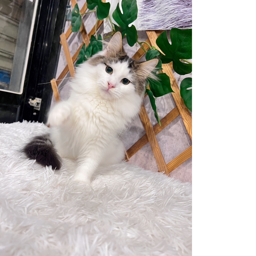 棕黑挪威森林㊚弟弟（