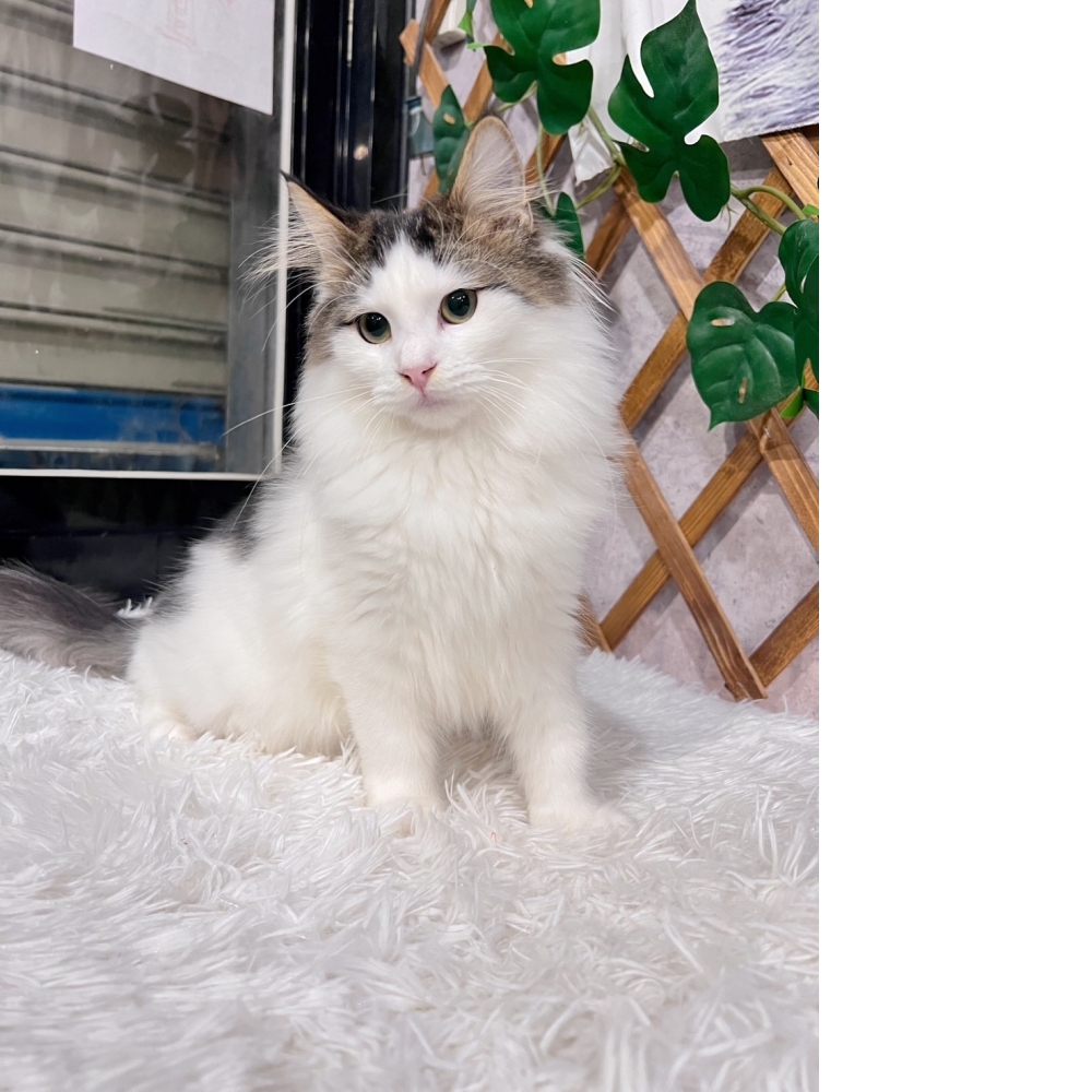 棕黑挪威森林㊚弟弟（☆已有家★）