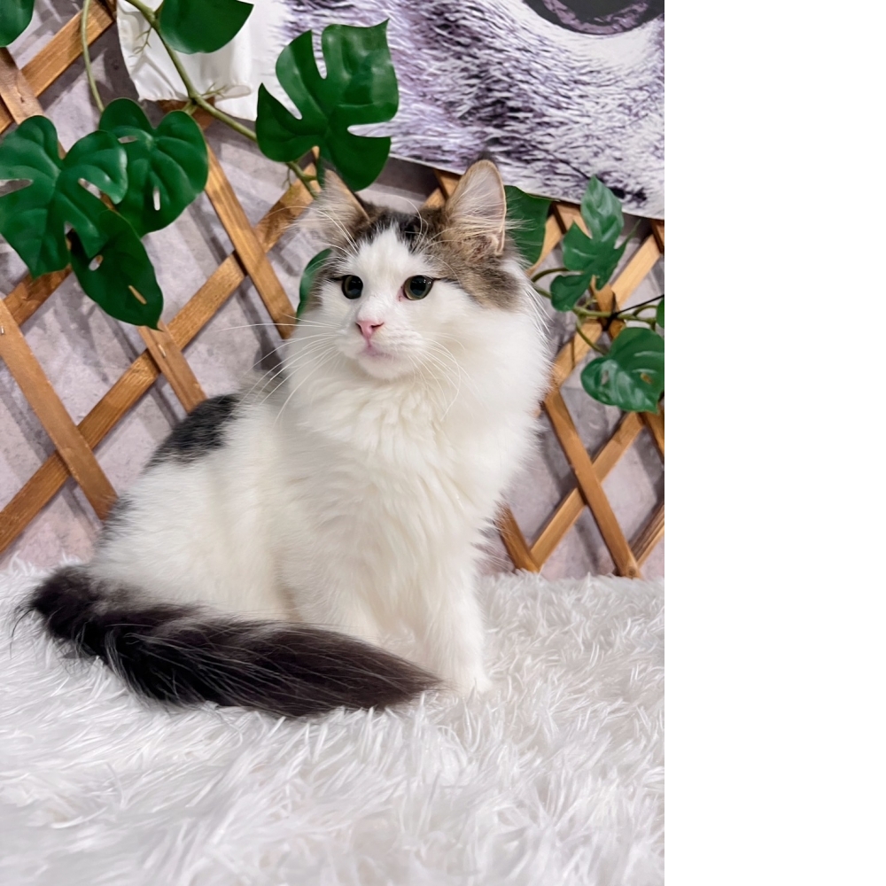 棕黑挪威森林㊚弟弟（☆已有家★）