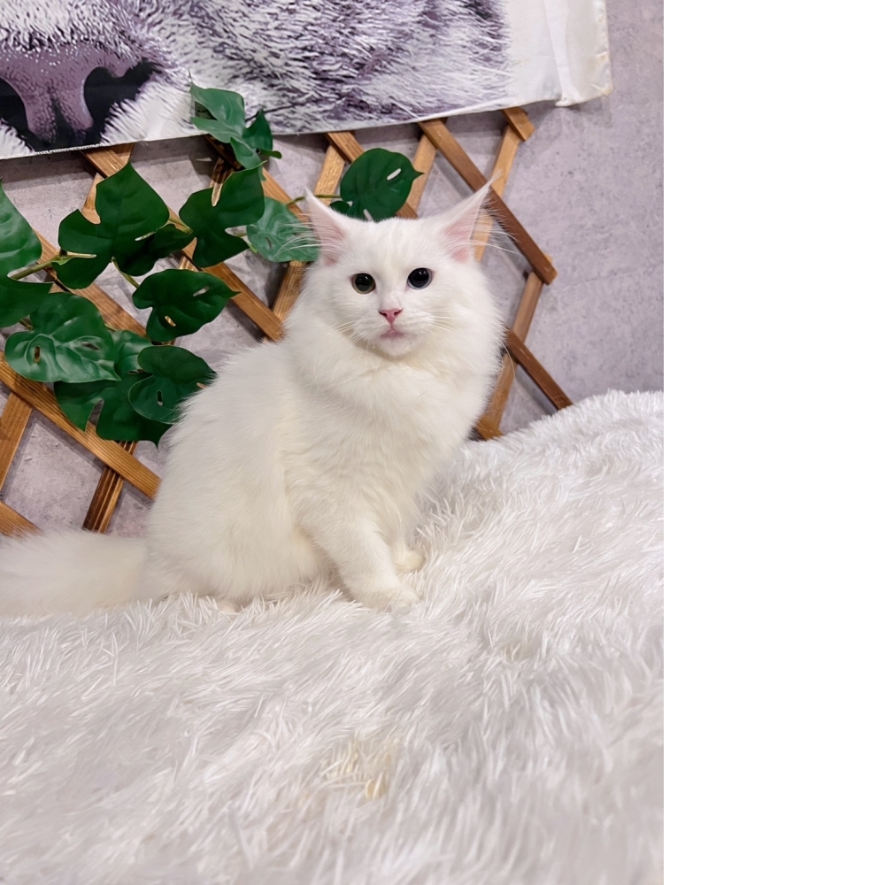 白挪威森林㊛妹妹~異