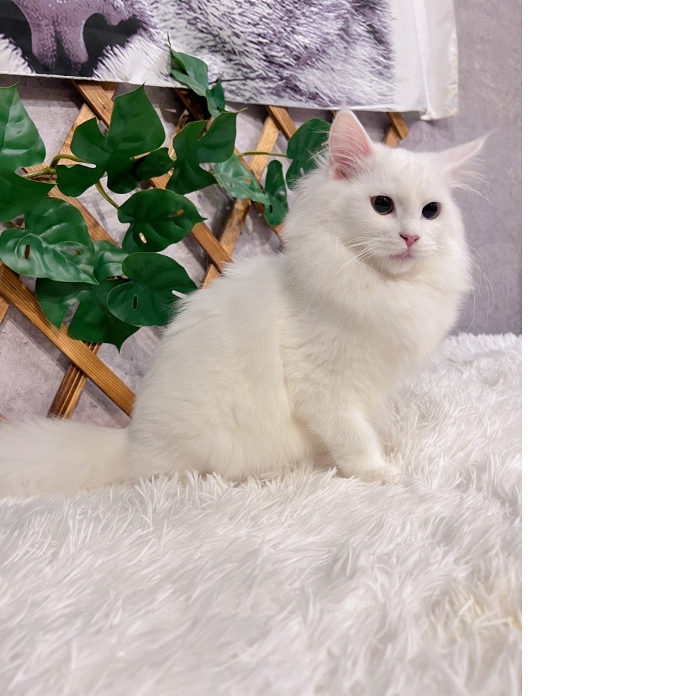 白挪威森林㊛妹妹~異色瞳（☆已有家★）