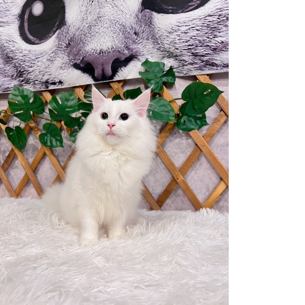 白挪威森林㊛妹妹~異色瞳（☆已有家★）