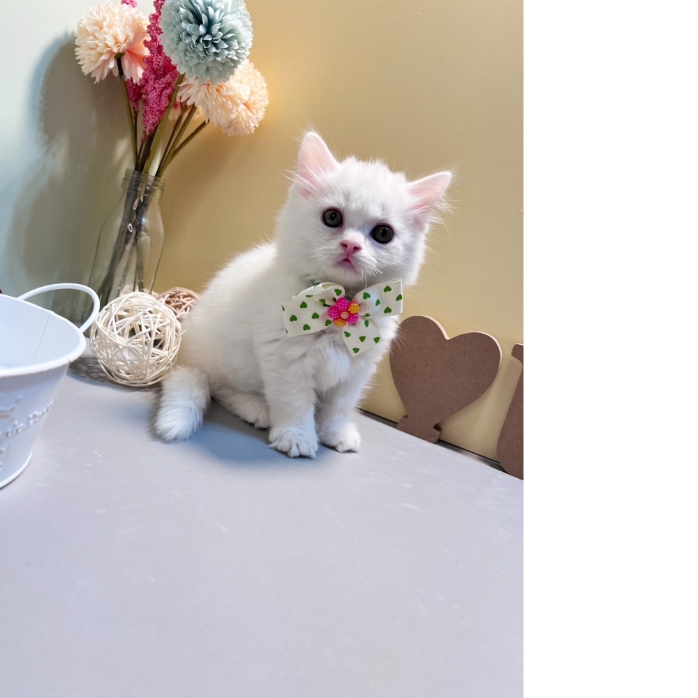 白曼赤肯㊚弟弟（☆已