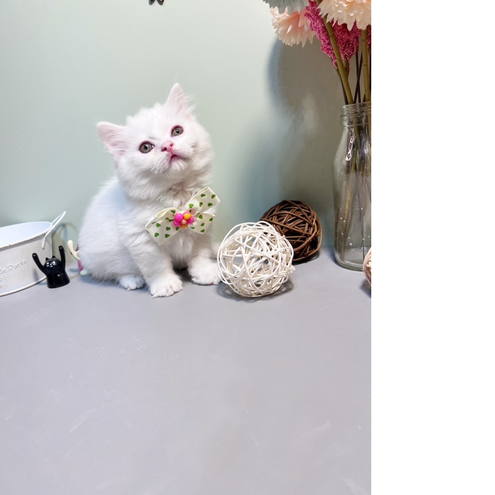 白曼赤肯㊚弟弟（☆已有家★）