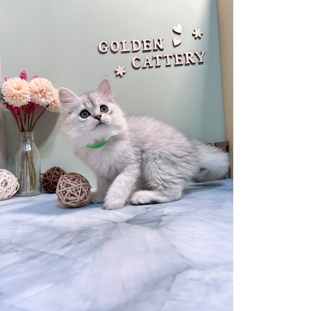 銀白金吉拉㊚弟弟（☆