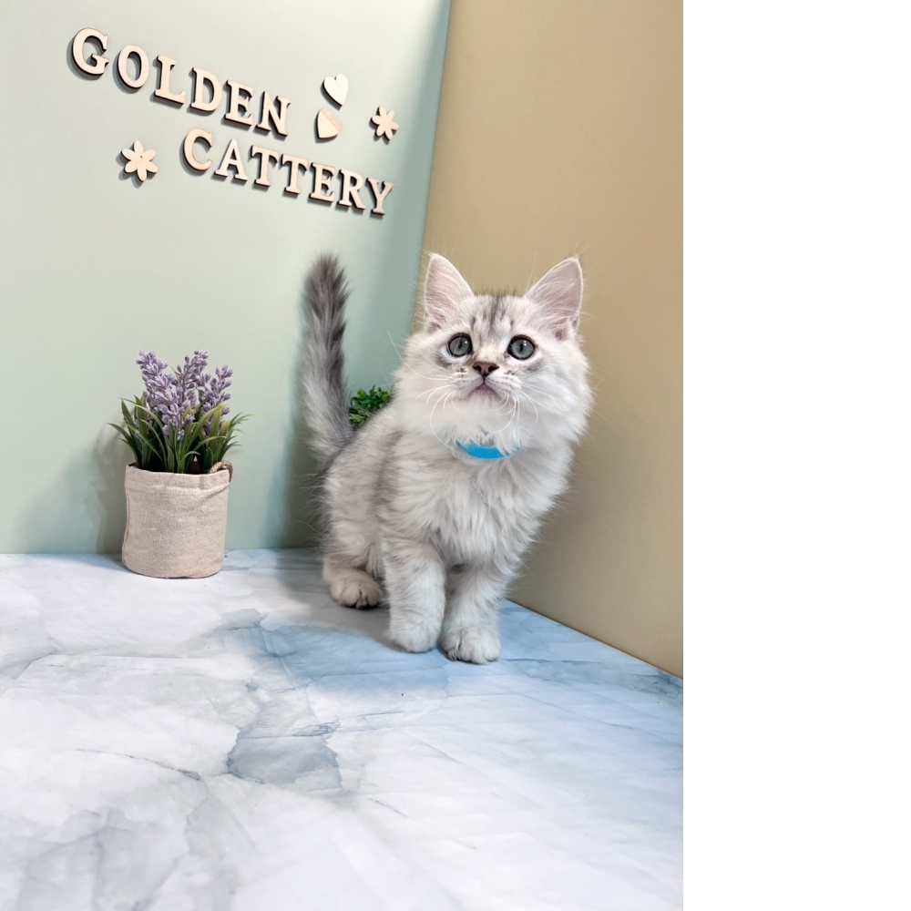 銀白金吉拉㊚弟弟 #