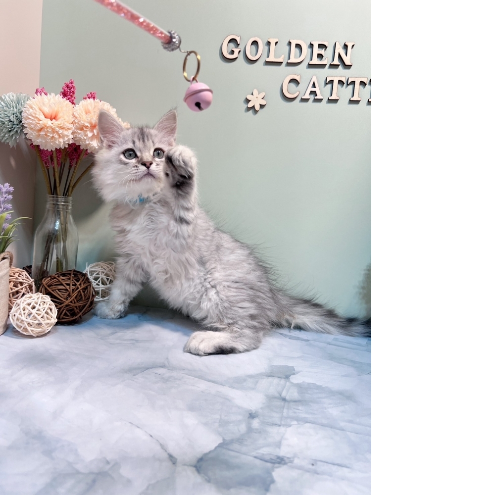 銀白金吉拉㊚弟弟 #藍項圈（☆已有家★）