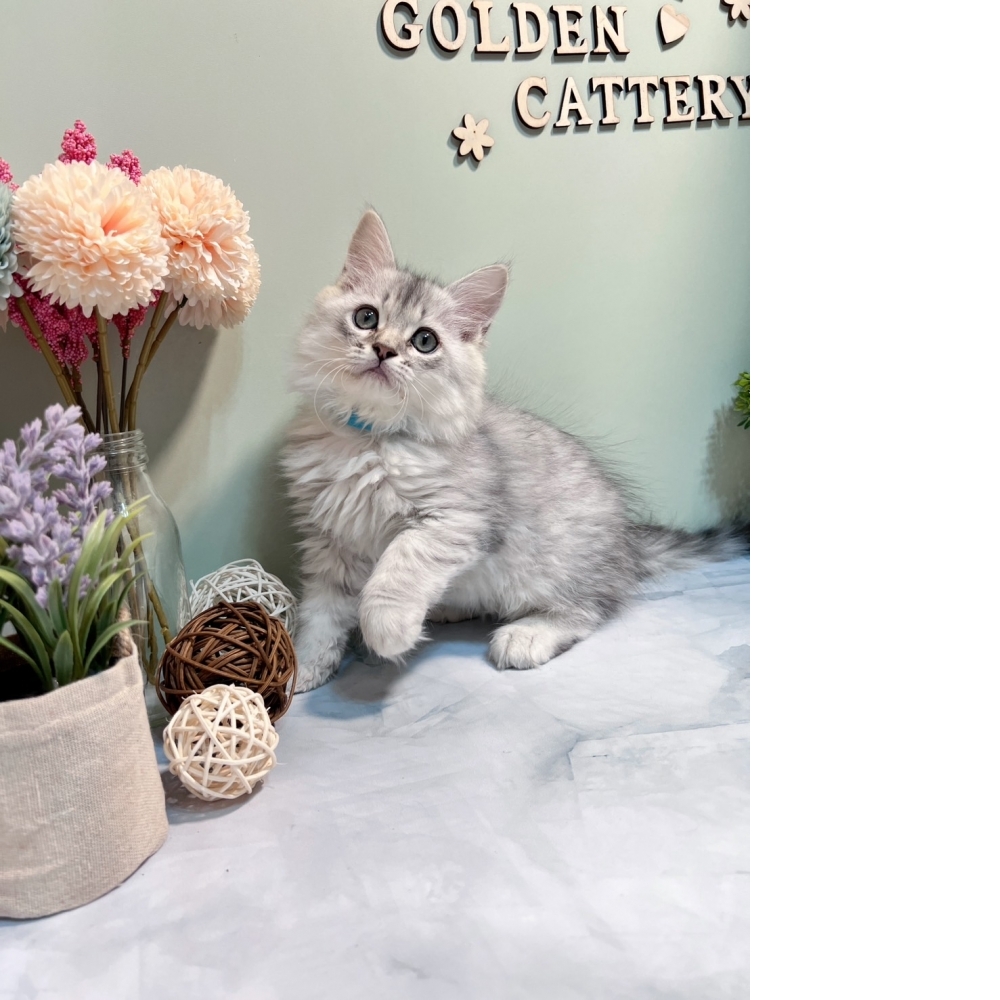 銀白金吉拉㊚弟弟 #藍項圈（☆已有家★）