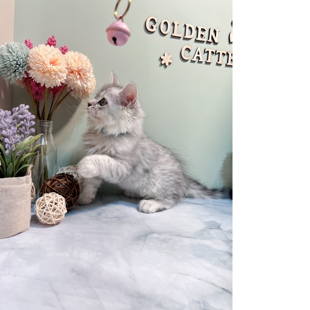 銀白金吉拉㊚弟弟 #藍項圈（☆已有家★）