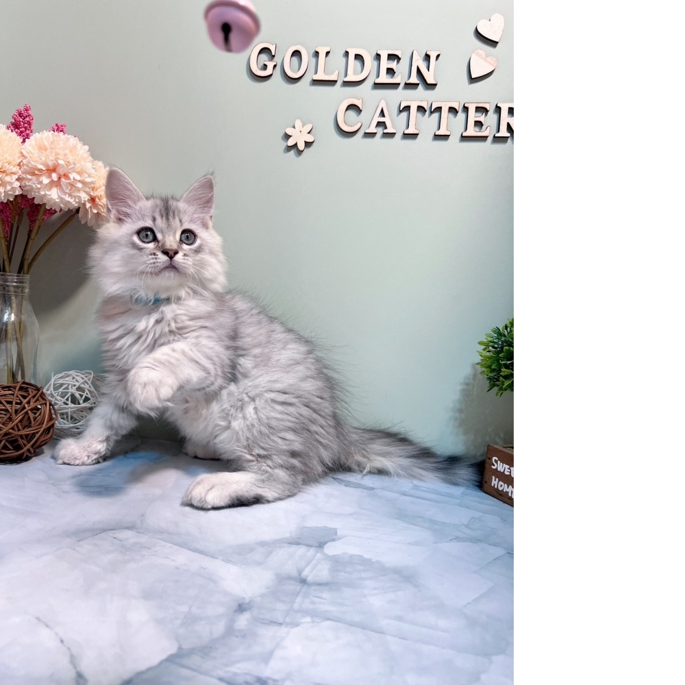 銀白金吉拉㊚弟弟 #藍項圈（☆已有家★）