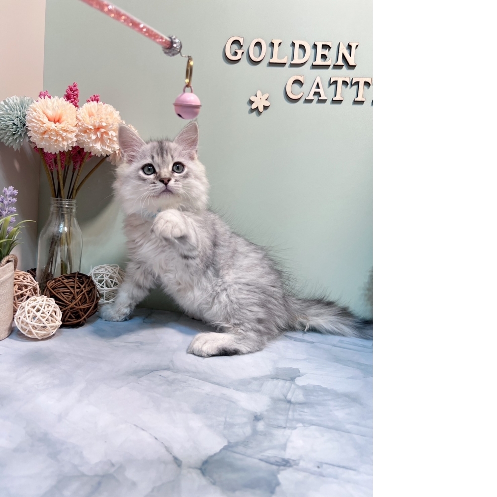 銀白金吉拉㊚弟弟 #藍項圈（☆已有家★）