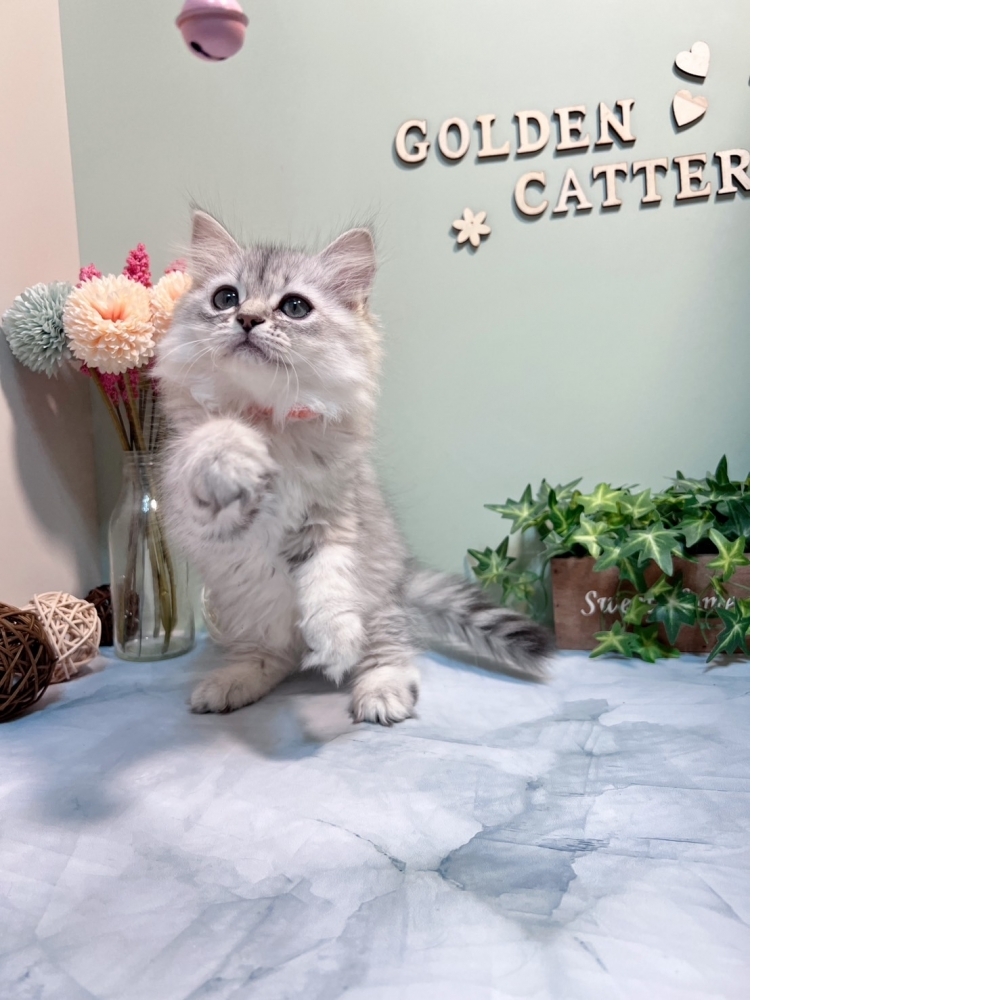 銀白金吉拉㊛妹妹 #