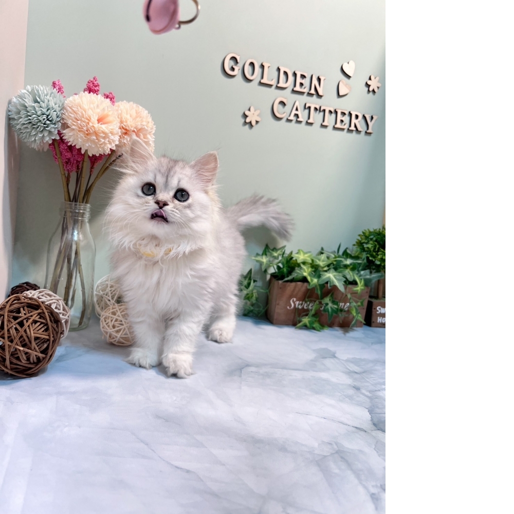 銀白金吉拉㊛妹妹（☆