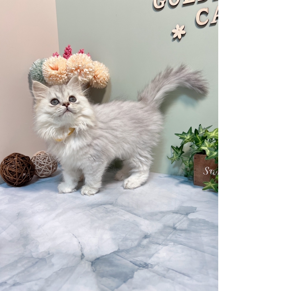 銀白金吉拉㊛妹妹（☆已有家★）