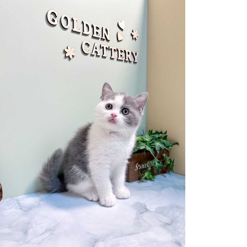 藍白英短㊚弟弟（☆已有家★）