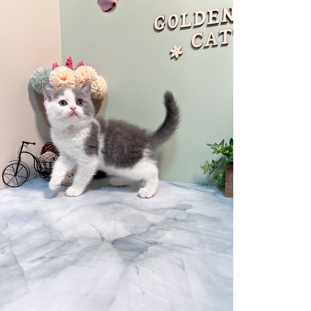 藍白英短㊚弟弟（☆已有家★）