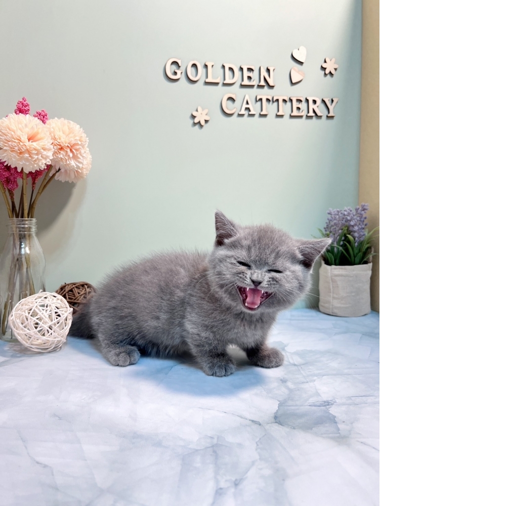 藍曼赤肯㊚弟弟（☆已有家★）