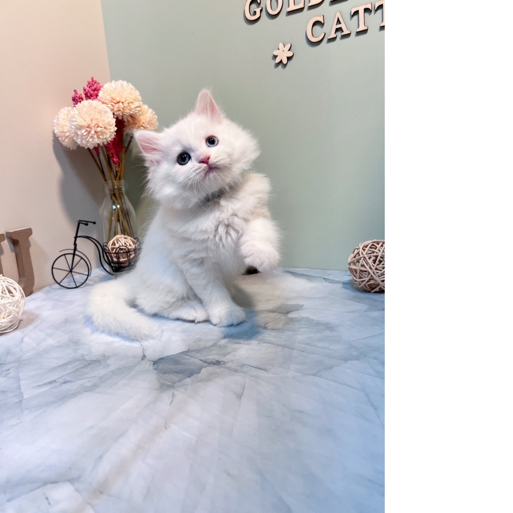 白英長㊚弟弟（☆已有家★）