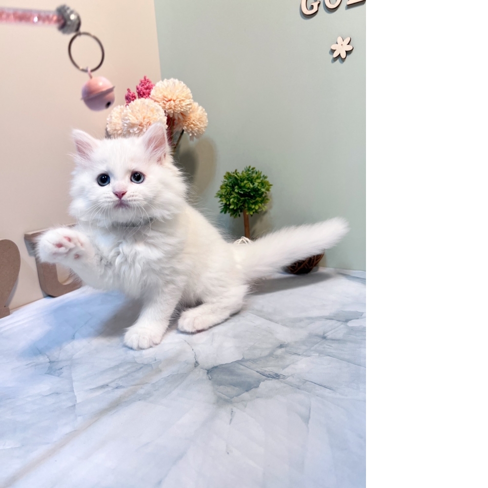 白英長㊚弟弟（☆已有家★）