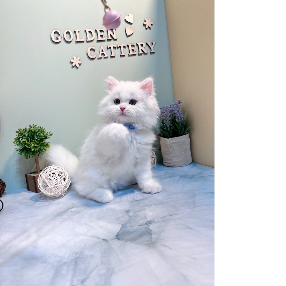 白英長㊚弟弟（☆已有