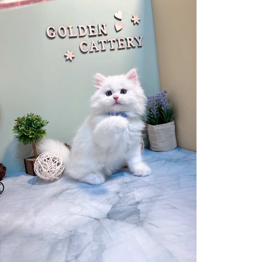 白英長㊚弟弟（☆已有家★）