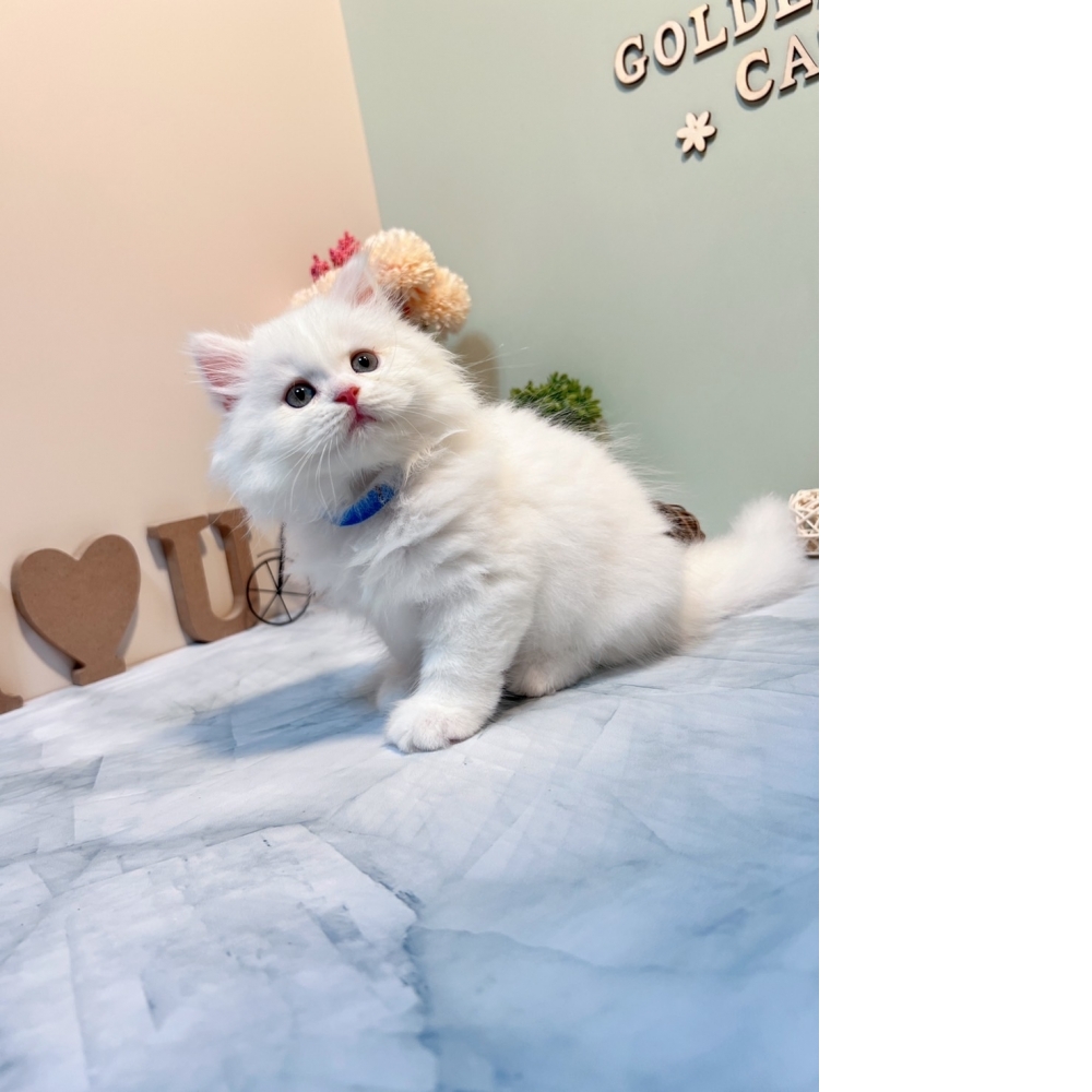 白英長㊚弟弟（☆已有家★）