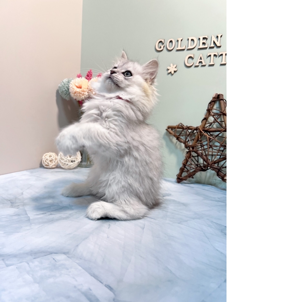 銀白金吉拉㊛妹妹 （