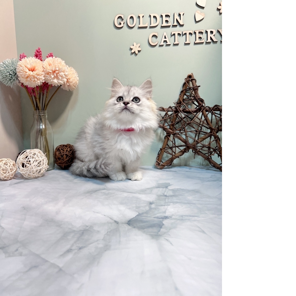 銀白金吉拉㊛妹妹 （☆已有家★）