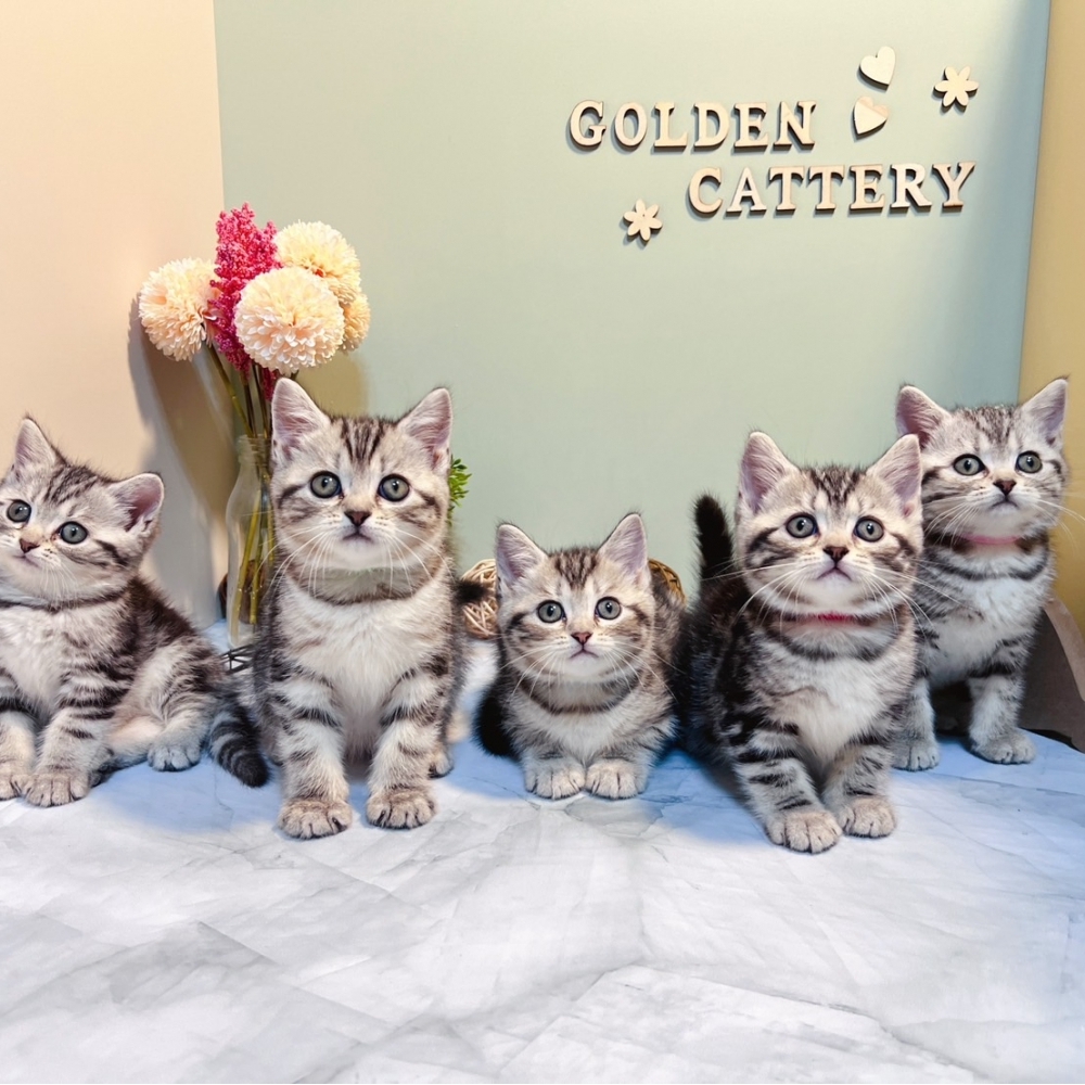 銀白螺旋紋㊛妹妹㊚弟弟（☆已全數有家★）