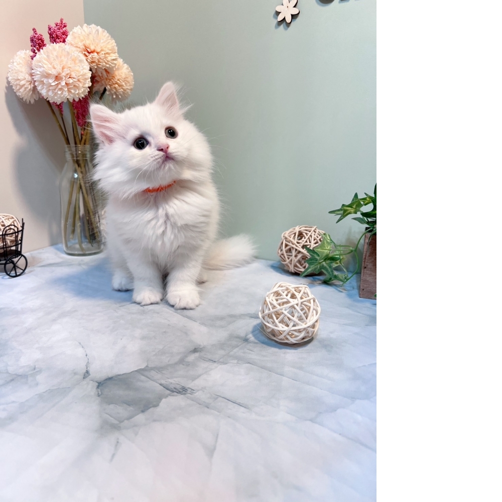 白英長㊛妹妹 （☆已