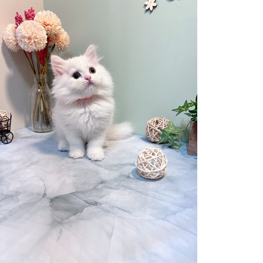 白英長㊛妹妹 （☆已有家★）