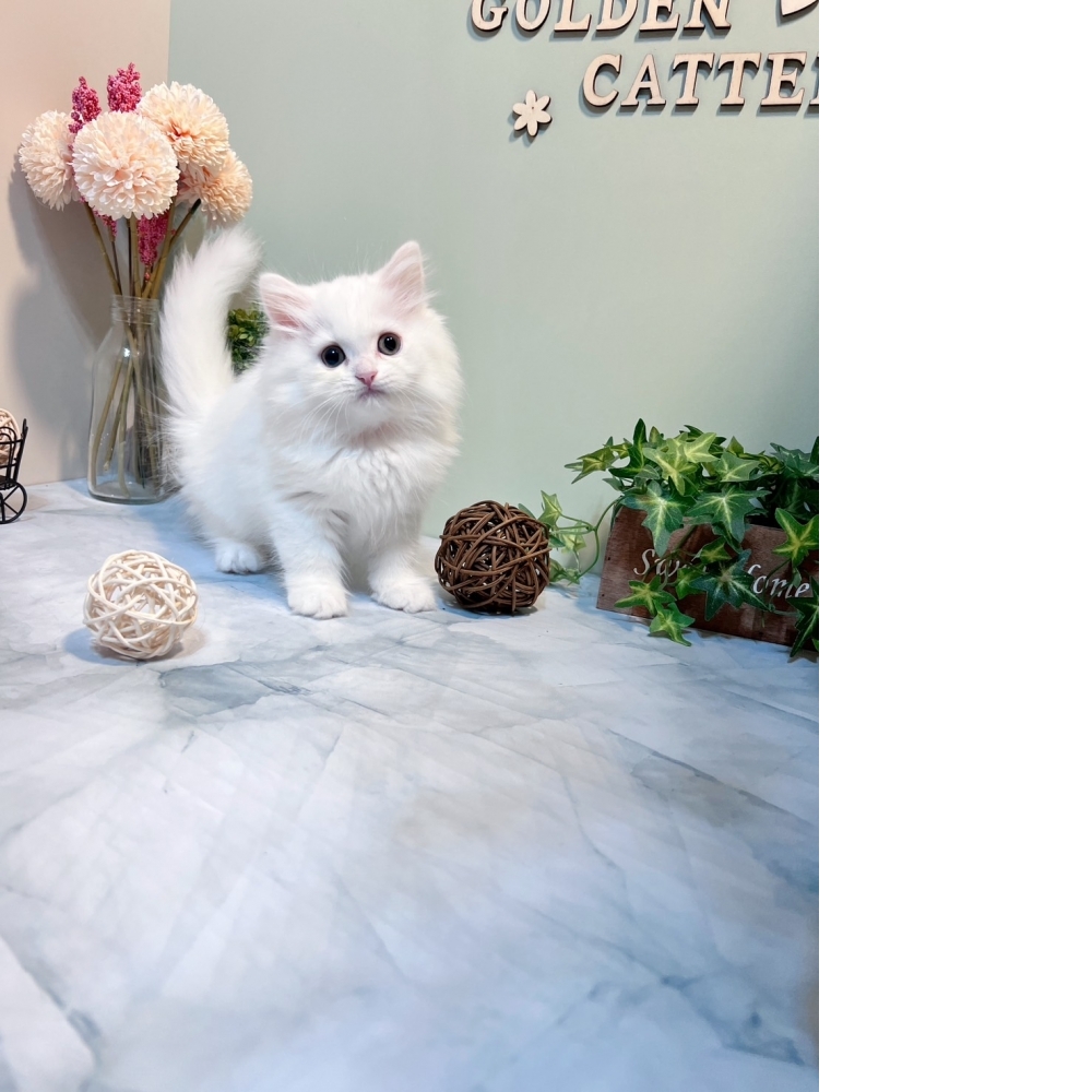 白英長㊛妹妹 （☆已有家★）