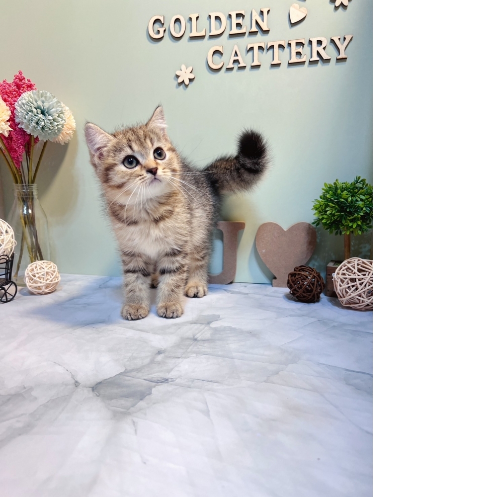 棕虎斑英短㊚弟弟（☆已有家★）