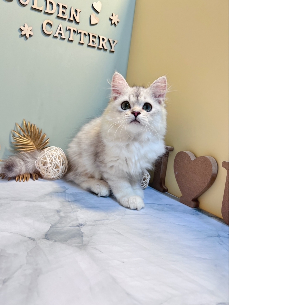 銀白金吉拉㊚弟弟（☆