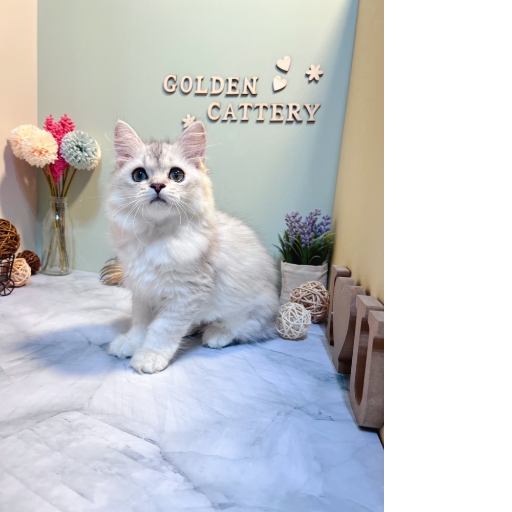 銀白金吉拉㊚弟弟（☆已有家★）