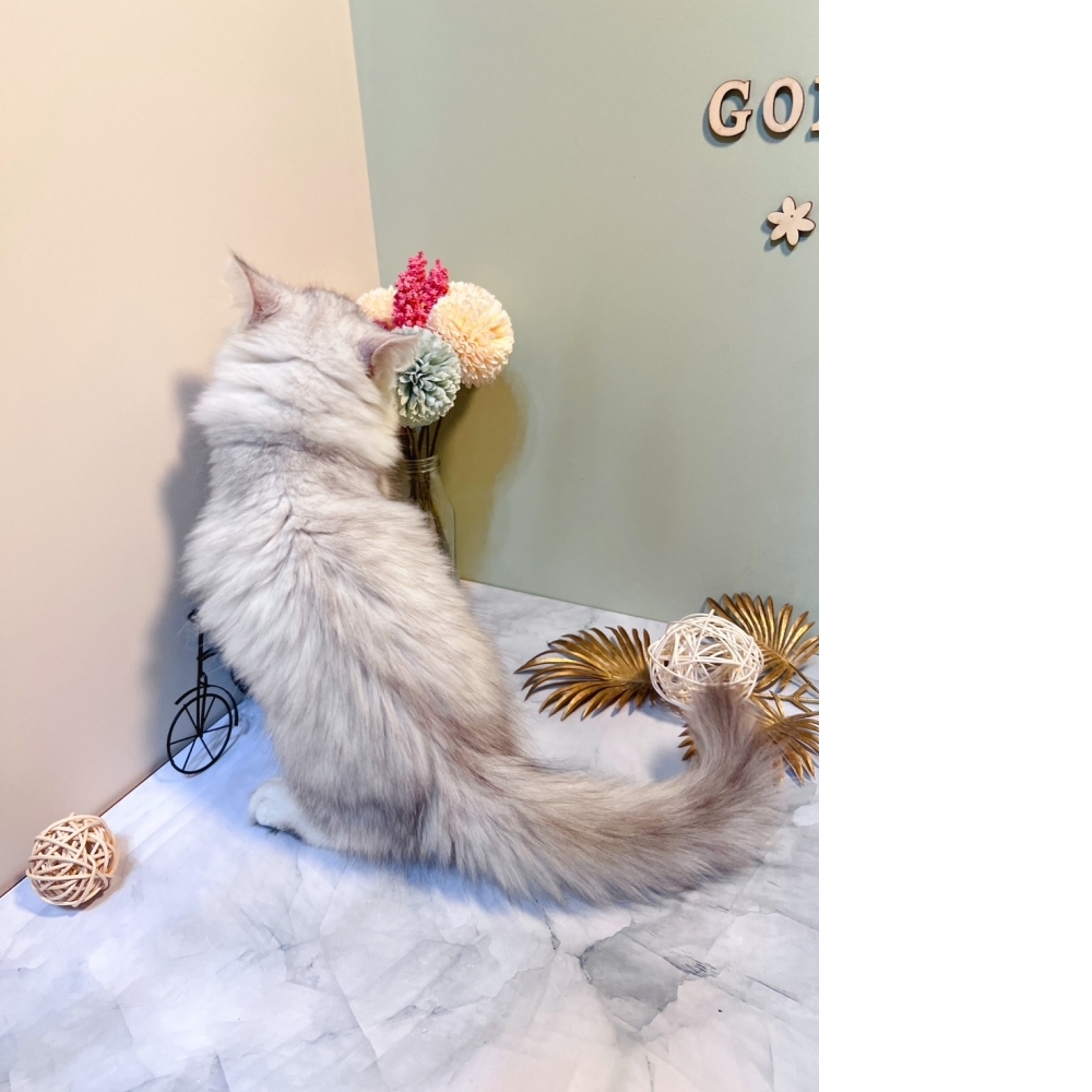 銀白金吉拉㊚弟弟（☆已有家★）