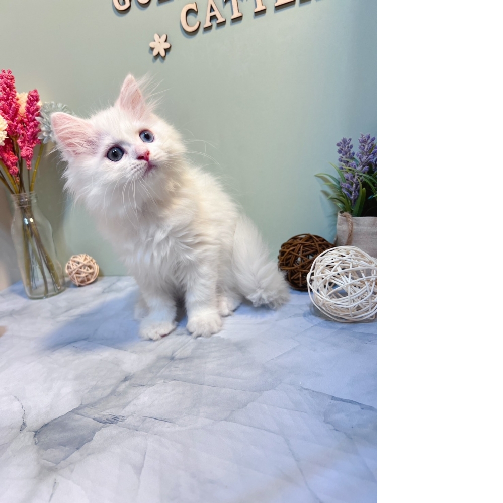 白英長㊚弟弟 #異色瞳（☆已有家★）