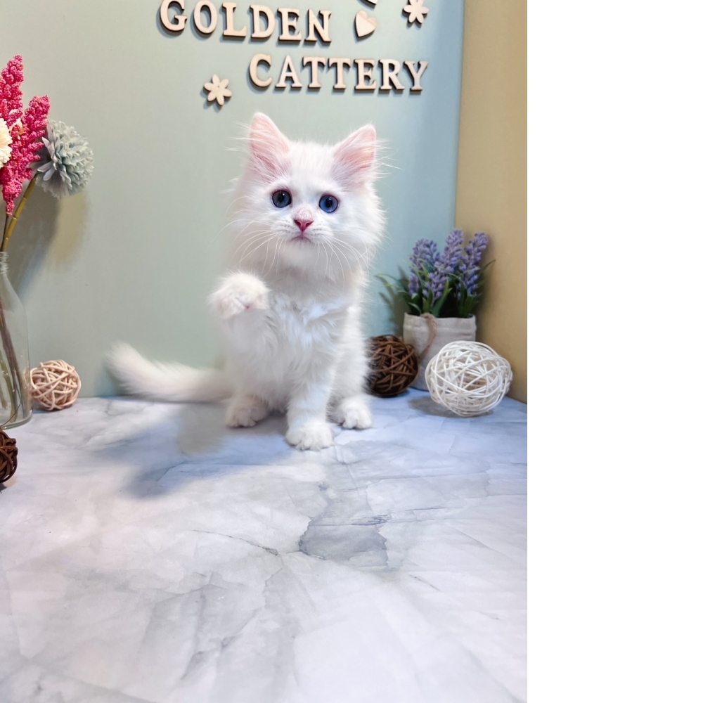 白英長㊚弟弟 #異色瞳（☆已有家★）