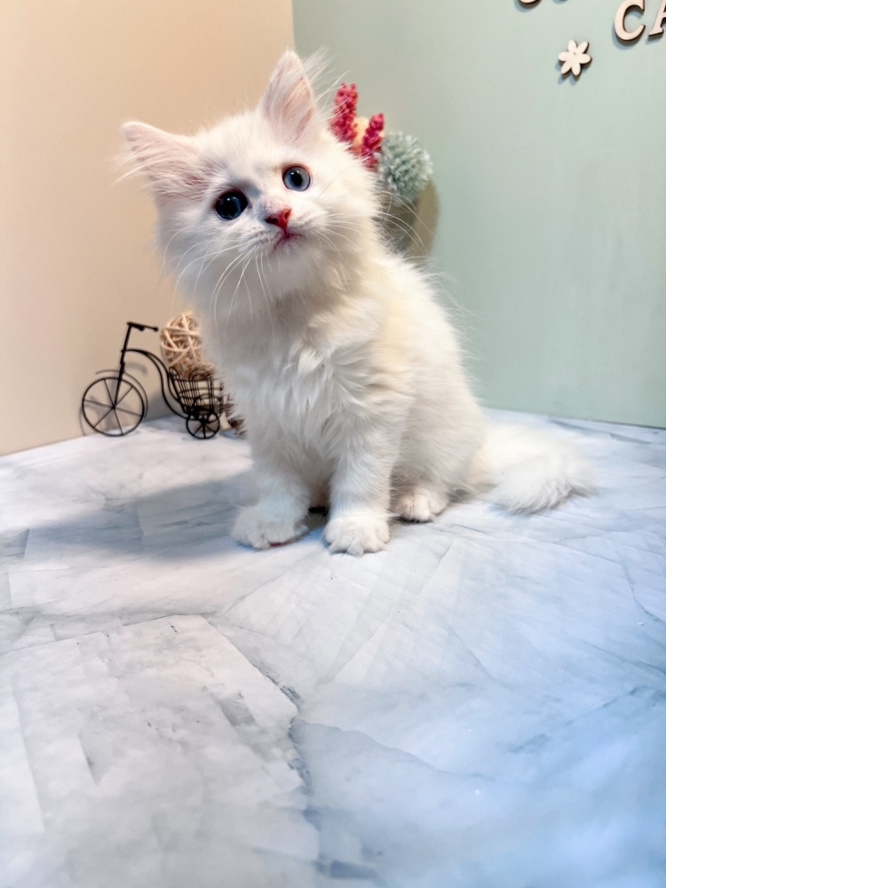 白英長㊚弟弟 #異色瞳（☆已有家★）